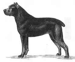 It is used for personal protection, tracking, law enforcement, as a guard dog, and as a companion dog. Breed Standards Cane Corso Italiano United Kennel Club Ukc
