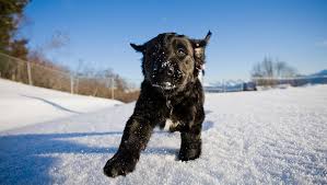 Bernese mountain dog mix pups. Labernese Mixed Dog Breed Pictures Characteristics Facts