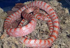 科普】《白化Albino》 在無人為干擾的情況下，野生動物有極低的機率發生基因突變。 這些基因突變的動物中，只有少數能存活下來。  在存活下來的動物中，有低的機率能發現外表型(phenotype)極為特殊的個體，而這群個體常因為在外觀上的差異，而遭受到同伴排擠，甚至是比其他 ...