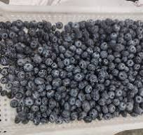 Deep Learning Optical Sorter for Blueberry