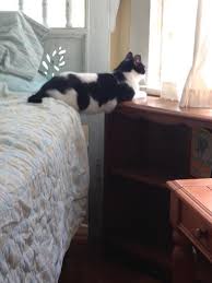 Cat Sitting On Glass Table Sure What S Going On Here Image A Black And White Cat Sitting Silly Cats Cute Cats Crazy Cats