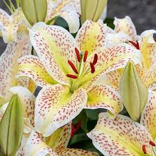5 out of 5 stars, based on 3 reviews 3 ratings current price $49.99 $ 49. 27 Of The Best Lily Varieties Gardener S Path