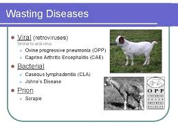 Sheep Goat Health Common Problems And Solutions Susan