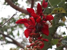 Image result for Erythrina fusca
