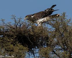 Black-chested Snake Eagle, Swartborsslangarend