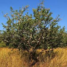 Image result for Mellera lobulata