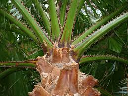 Mexican washingtonia or southern washingtonia washingtonia robusta h.wendl. Washingtonia Robusta Identifying Commonly Cultivated Palms