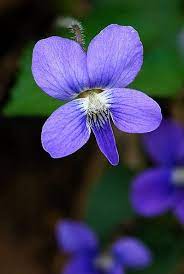 Wild Violet Violet Flower Sweet Violets Purple Flowers