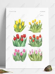Tanaman ini asli ke eropa tenggara dan asia barat. Bunga Asli Yang Dilukis Dengan Tangan Bahan Dekoratif Tulip B Gambar Unduh Gratis Grafik 732577816 Format Gambar Psd Lovepik Com