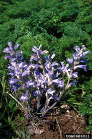 Image result for Orobanche