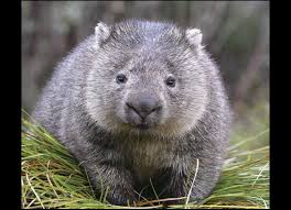 Wombats Nsw Environment Energy And Science In 2020 Wombat Australia Animals Animals Beautiful