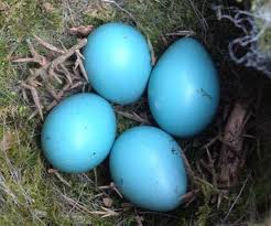 Bird Egg Identifier Gardenbird