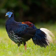 Image result for Lagenaria rufa