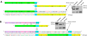 Primerroc Accurate Condition Independent Dimer Prediction