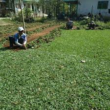 Rumput sintetis taman terlaris tebal 3 cm ada pori pori dan anti uv: Jual Rumput Gajah Mini Di Kediri Rumput Jepang Kediri Rumput Golf Kediri Kab Malang Rumput Gajah Mini 10rb Tokopedia