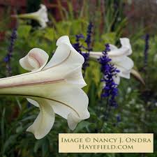 Image result for Cyphia brachyandra