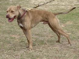 We did not find results for: American Pit Bull Terrier Color Chart American Dog Breeders Assoc