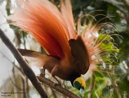 Png Bird Of Paradise Images Pin On Oiseaux