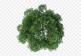 Rendering Top Tree View Download Free Image Clipart Plan Png Trees For Photoshop Transparent Png Tree Photoshop Tree Plan Photoshop Trees Top View