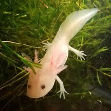 Pin On Plantedtank