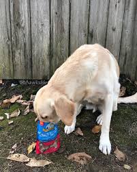 Yeti Peanut Butter Treats Will Keep Your Pooch Coming Back For More Made With Peanut Butter These Yummy Treats Are Packed Wit Pooch Canine Labrador Retriever