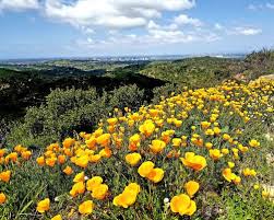 Explore an array of irvine, ca vacation rentals, including houses, apartment and condo rentals & more bookable online. Best Wild Flowers Trails In Irvine California Alltrails