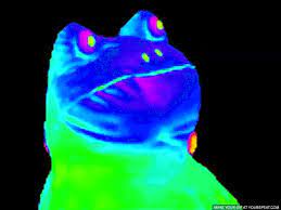 Pin By I Got Nothing On Suheily Frog Gif Frog Frog Meme