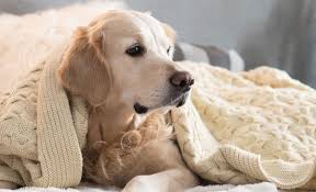 Best large dog beds uk. Best Dog Bed For Chewers One He Can T Get His Teeth Into