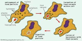 Phagocytosis Definition Process Examples Plant Cell Model Cells Activity Cell Biology Notes