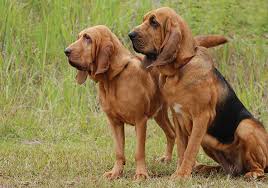 Dobermann red flickr.jpg 800 × 572; Bloodhound Breeds