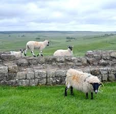 The official home of the england national football team, where you'll find exclusive player content, match highlights, inside access to the training camp and. Grossbritannien England Ganz Oben Wandern Am Hadrianswall Welt