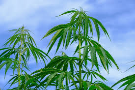 Check spelling or type a new query. What You Should Consider When Growing Cannabis At Home Paisley Scotland