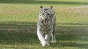 Ambar deer, water buffalo, wild pigs and antelope are the main diet and any other food that can get in to their opportunistic paws makes up its diet. White Tiger Roar Youtube