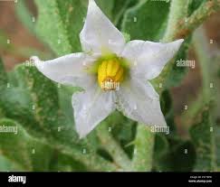 Image result for Solanum supinum