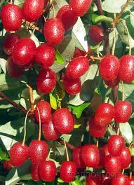 images?q=tbn:ANd9GcQXrrLcG3A2CdfxnY6jMtm5BtwbEIoJY2uFfikouaq9MnxE1H6FrA