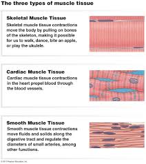 What Are The Differences Between Cardiac Heart And