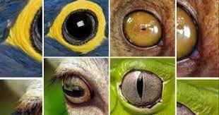 Take The Quiz Can You Identify An Animal By Its Eye Do You Have 20 20 Vision When It Comes To Identifying Animals Find Out B Eye Quiz Things To Come Quiz