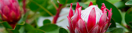 All About Proteas Flower Power