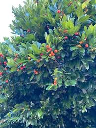 Image result for Drypetes