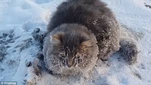 Kedilerin De Sogukta Usuduklerini Kanitlayan Fotograflar Kedi Fotograf