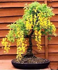 Image result for Cassia fistula bonsai