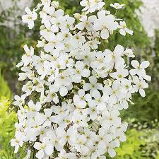 Many clematis are able to grow on 'any' aspect these ones are the best for growing in the most shady areas of your garden. Clematis Montana Grandiflora 3l Pot 19 99