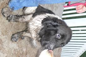 Newfoundland puppies for sale and dogs for adoption in texas, tx. Please Don T Buy A Newfoundland Dog Gad S Ramblings