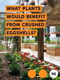 Learn What Plants Would Benefit From Crushed Eggshells How To Guides Tips And Tricks Plants Flowers Perennials Garden Flowers Perennials