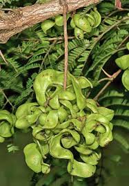 Image result for Dichrostachys