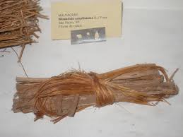 Image result for Wissadula