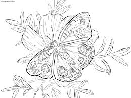 25 free printable butterfly coloring pages. Buckeye Butterfly On A Flower Coloring Pages Butterfly Coloring Pages Coloring Pages For Kids And Adults