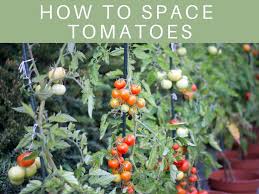 Fill in the hole or trench with some of the soil you removed. How Far Apart To Plant Tomatoes Greenhouse Today