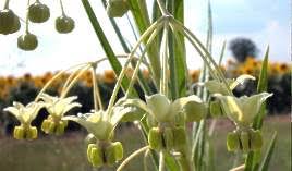 Image result for Gomphocarpus fruticosus