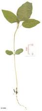 Image result for Desmodium tortuosum